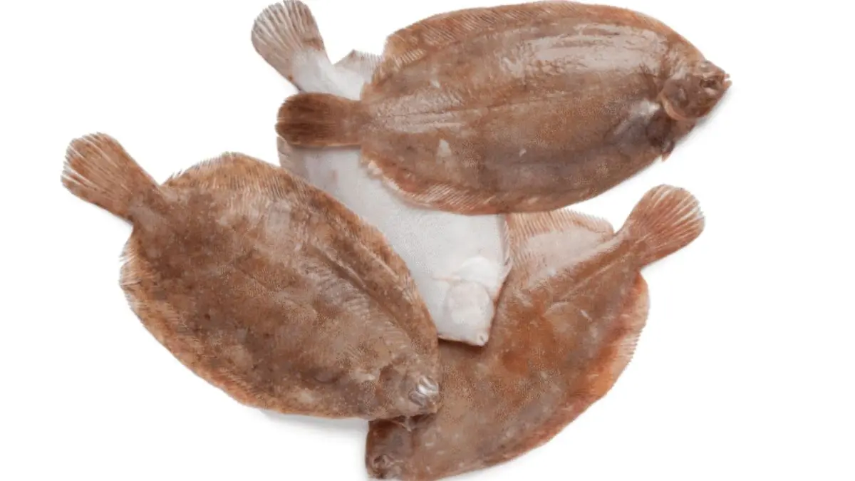 Tudo Sobre o Peixe Linguado