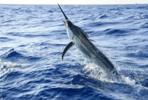 Tudo sobre o peixe espada