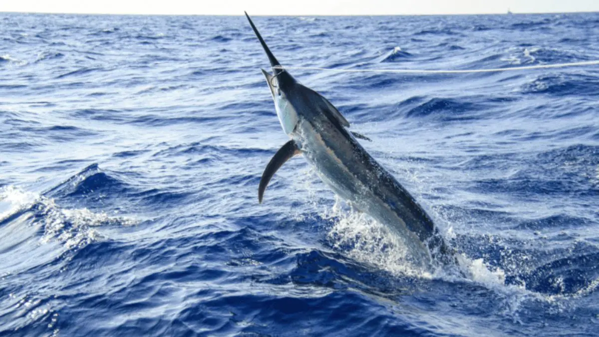 Tudo sobre o peixe espada