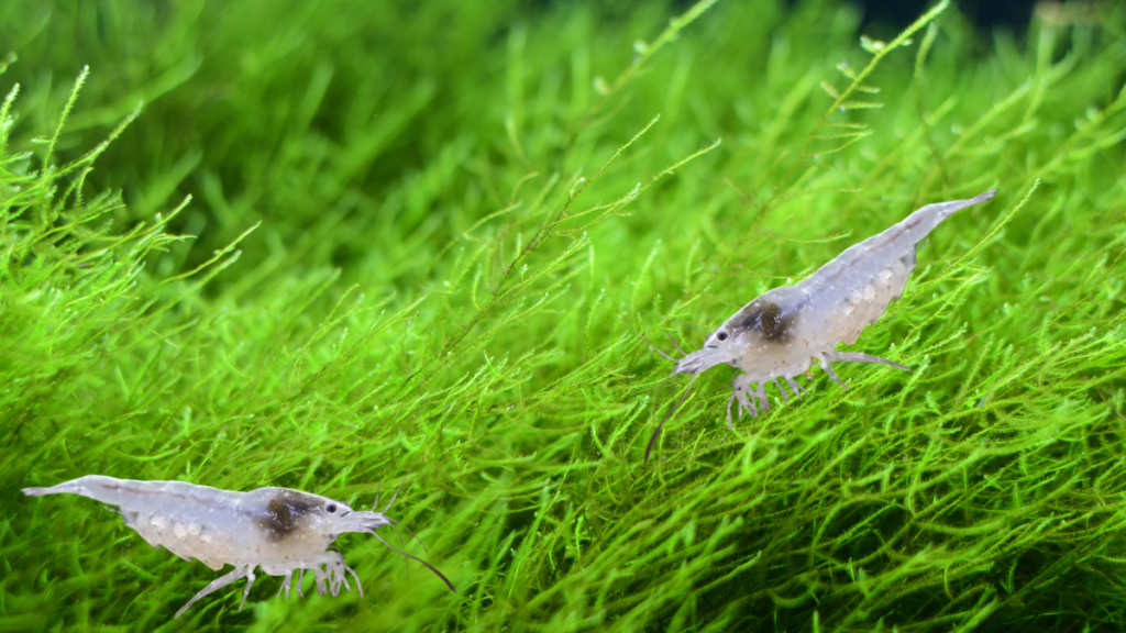 Neocaridina davidi var. Snowball