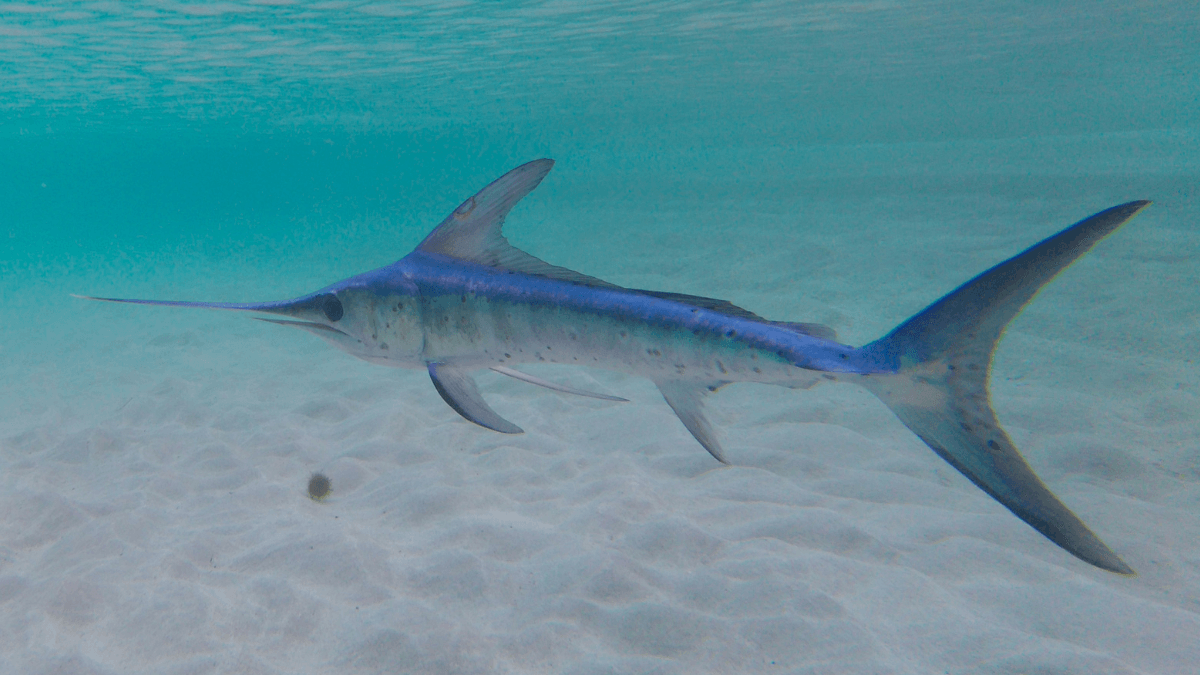 Tudo sobre o peixe espada, características, habitat e alimentação