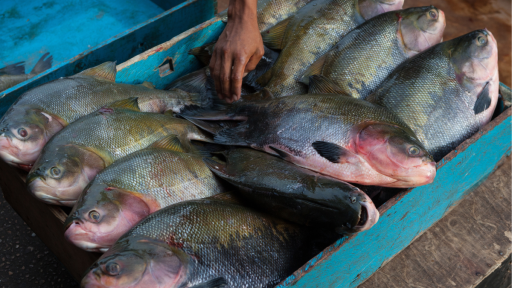 Alimentação do Tambaqui