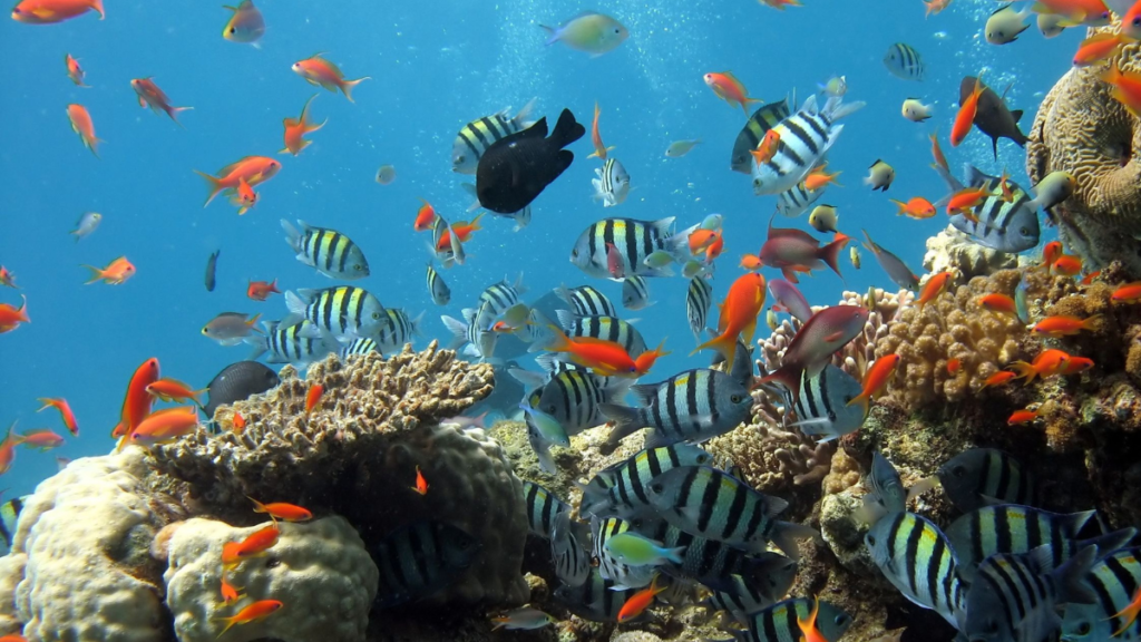 Peixes Mais Populares