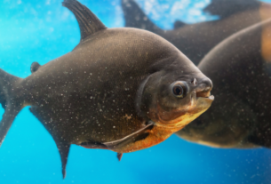 diferenças entre tambaqui e pacu