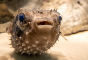 peixe baiacu