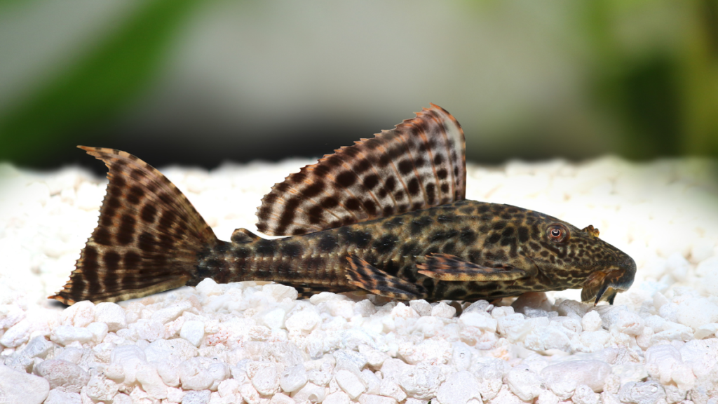 peixes ornamentais