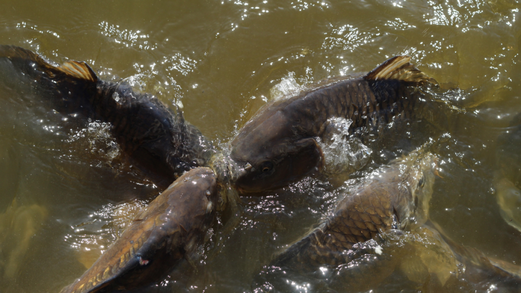 piscicultura de tambaqui e pacu