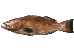 peixes badejo
