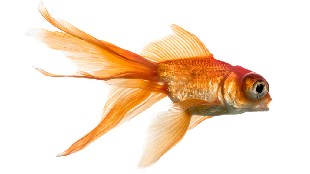 Alimentação correta para o peixe telescópio