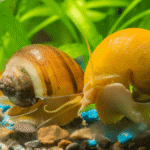 Como cuidar de ampulária em aquário