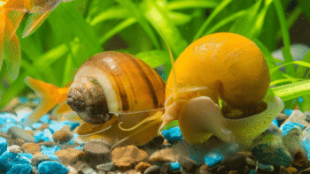 Como cuidar de ampulária em aquário
