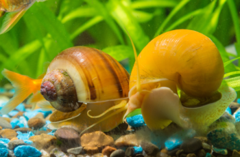 Como cuidar de ampulária em aquário