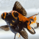 Como cuidar do peixe telescópio