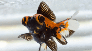 Como cuidar do peixe telescópio
