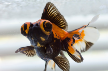 Como cuidar do peixe telescópio