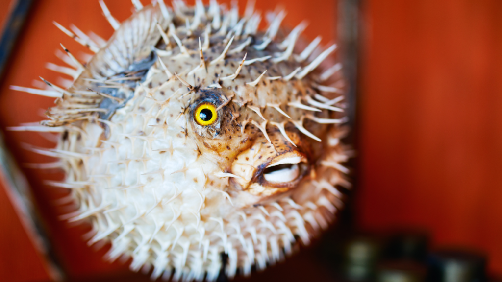 Como identificar um peixe baiacu