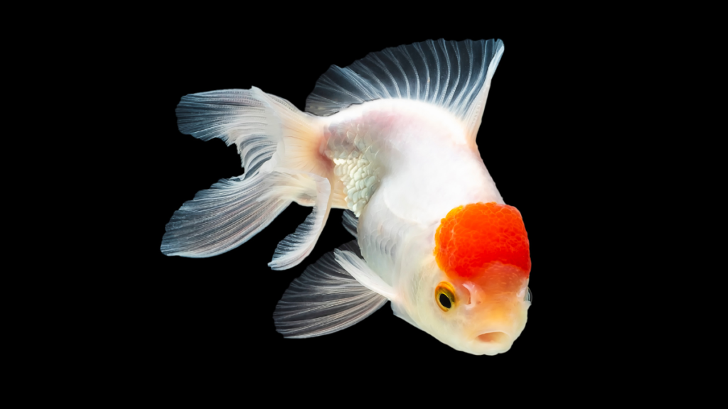 Cuidados Especiais com a Saúde do kinguio Oranda