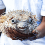 peixe baiacu é venenoso