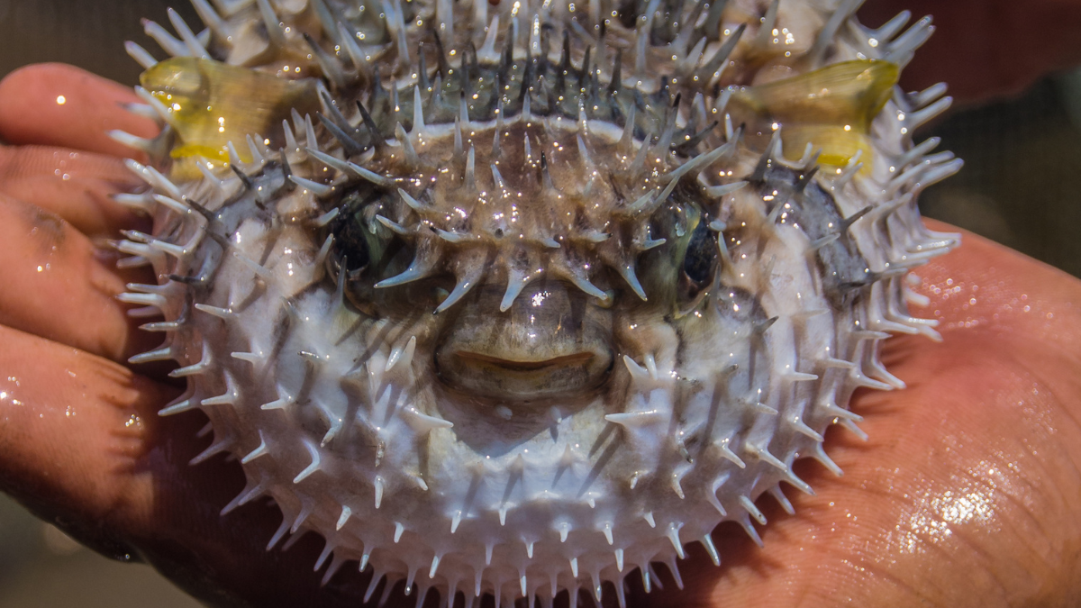 O peixe baiacu é venenoso
