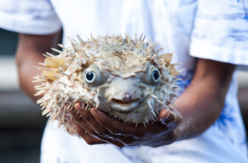 peixe baiacu é venenoso