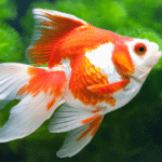 Qual a melhor ração para peixe kinguio