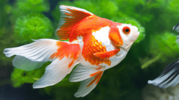 Qual a melhor ração para peixe kinguio