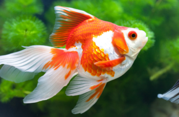 Qual a melhor ração para peixe kinguio