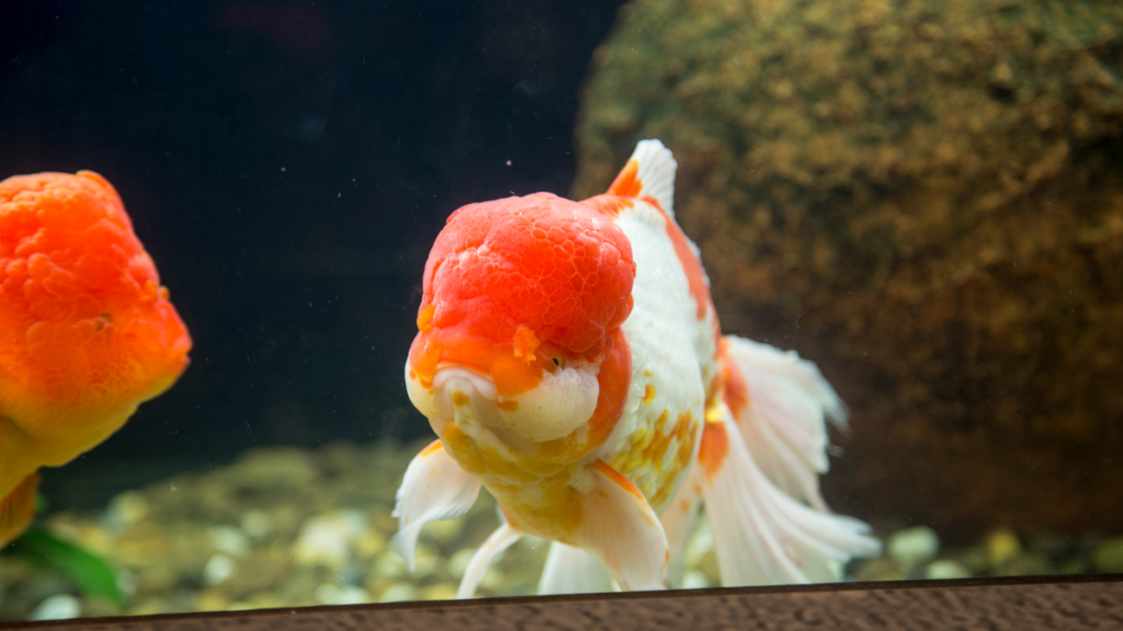 Reprodução de Kinguios Oranda