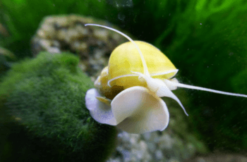 ampulária é venenosa