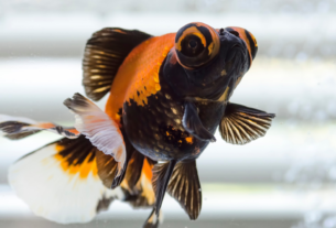 aprenda como cuidar do peixe telescópio