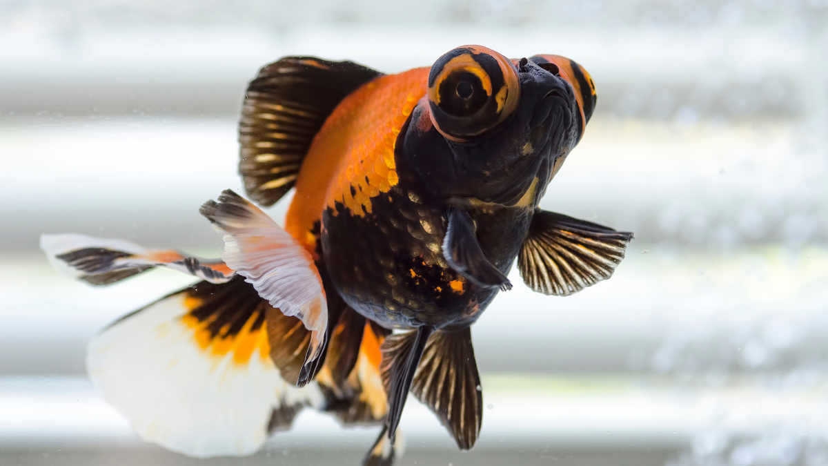 aprenda como cuidar do peixe telescópio