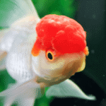 como cuidar do peixe kinguio oranda