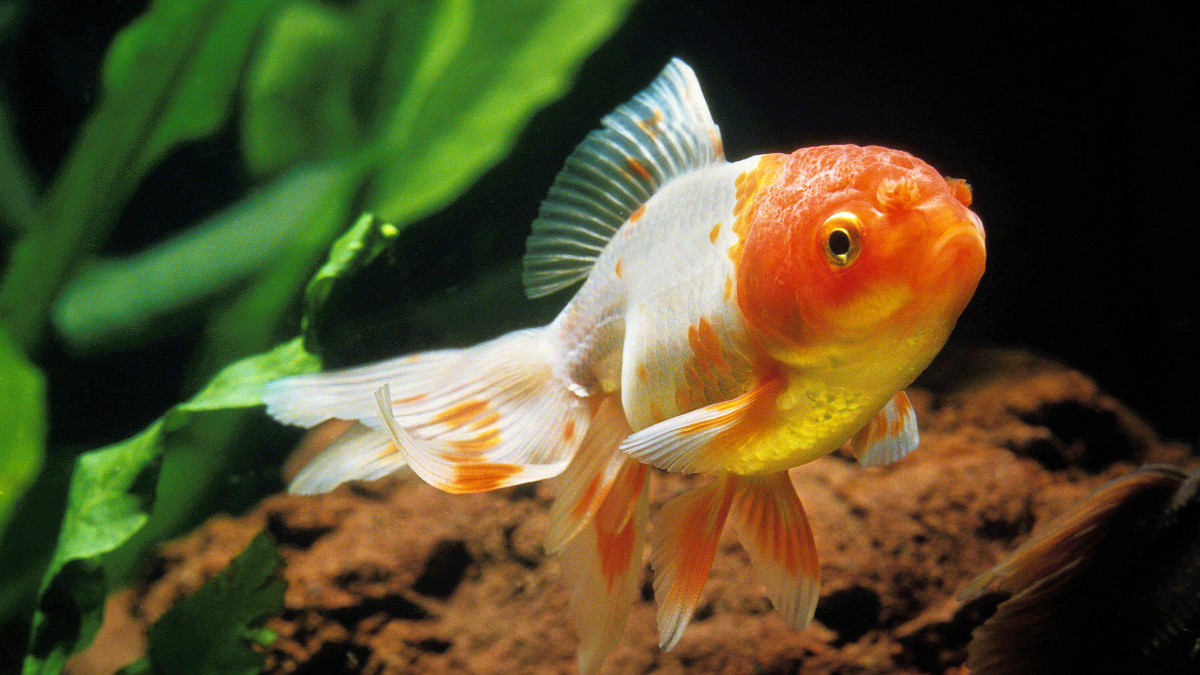 como cuidar do kinguio oranda