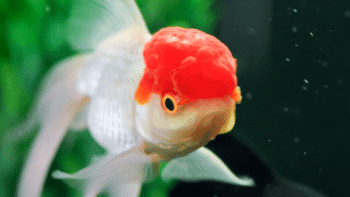 Como Cuidar do Peixe Kinguio Oranda: Guia Completo para Iniciantes e Aquaristas Experientes 2 como cuidar do peixe kinguio oranda