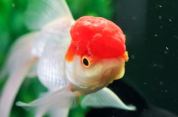 como cuidar do peixe kinguio oranda