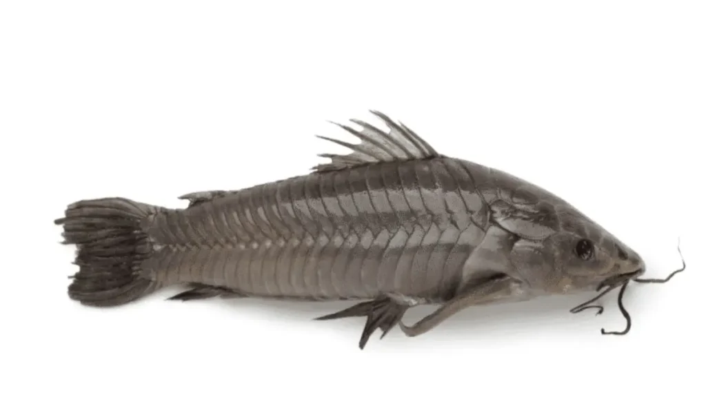 Comportamento e compatibilidade do peixe camboja com outros peixes