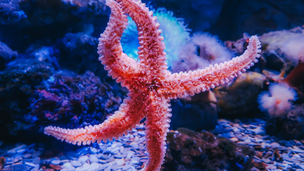 Estrela do Mar