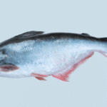 Peixe Panga é Saudável? Descubra a Verdade Que Ninguém Te Contou 2 O peixe panga é saudável para o consumo