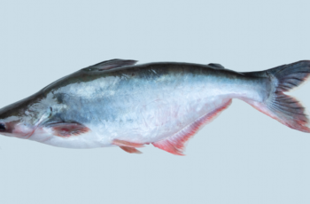 O peixe panga é saudável para o consumo