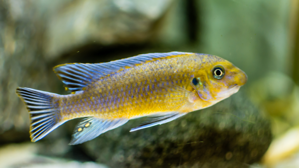 O que é o Labeotropheus Trewavasae Red Top