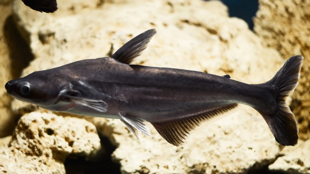 O que é o peixe panga