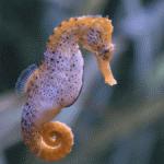 O que é um cavalo-marinho