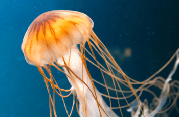 O que e uma agua viva