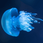 O que fazer ao ser queimado por uma água-viva