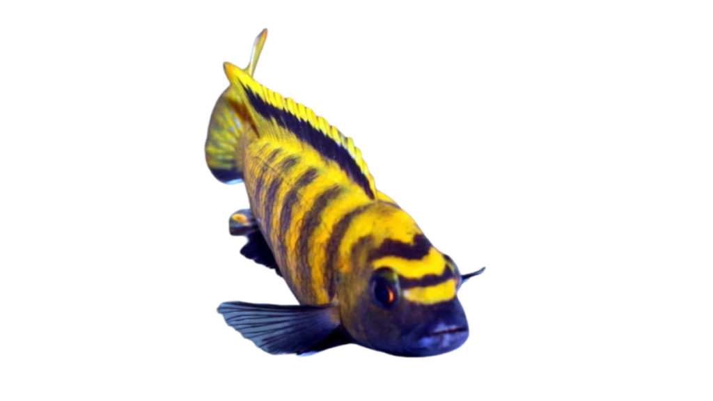 O que o peixe Chindongo Flavus come