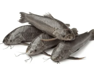 Peixe camboja Hoplosternum littorale conheça tudo sobre essa espécie incrível