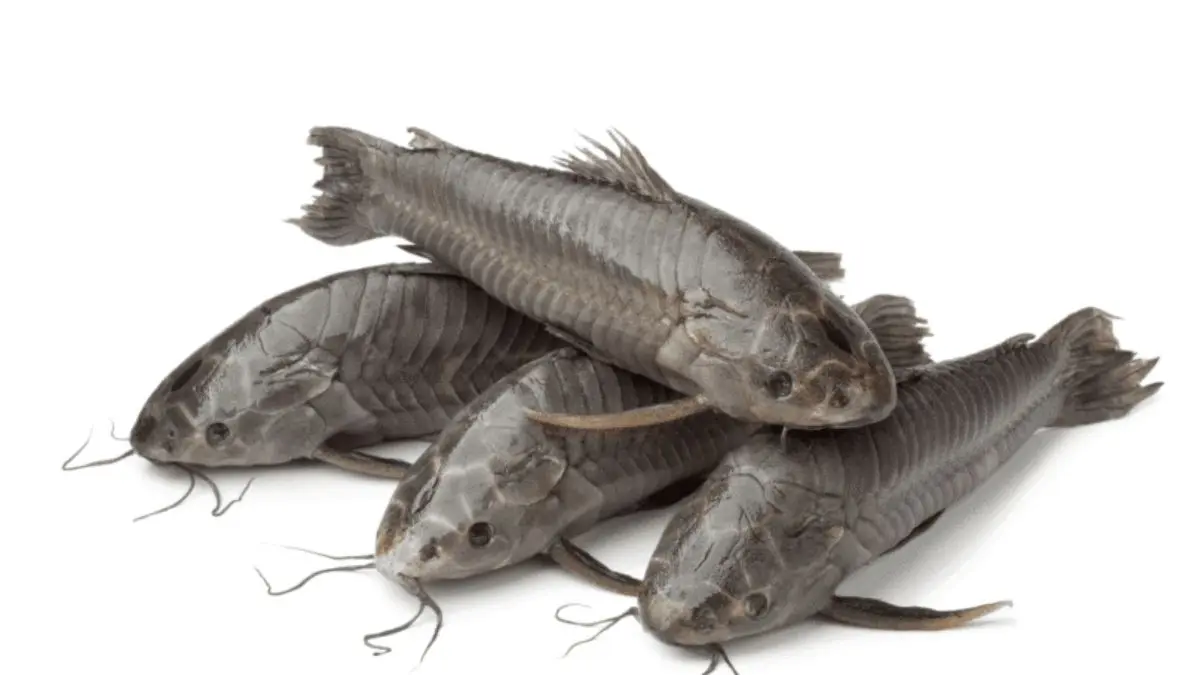 Peixe camboja Hoplosternum littorale conheça tudo sobre essa espécie incrível