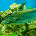 Qual a origem do peixe panga