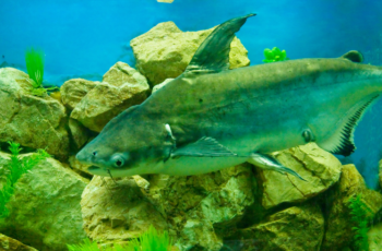 Qual a origem do peixe panga
