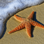 Qual é a principal função da estrela do mar no ecossistema marinho